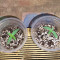 Respect 4 Gorilla (Expert Seeds) Cannabis-Samen