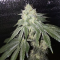 Glookies (Barney's Farm) Cannabis-Samen zu verkaufen