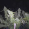 Dr. Grinspoon (Barney's Farm) Cannabis-Samen zu verkaufen