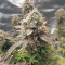 Wedding Cake Auto (Barney's Farm) Cannabis-Samen zu verkaufen