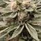Amnesia Lemon Kush Cannabis-Samen Kaufen