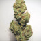 Auto Critical Orange Punch Cannabis-Samen Kaufen