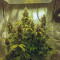 Auto Night Queen Cannabis-Samen Kaufen