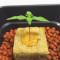 Original Auto Jack Herer (Fast Buds) Cannabis-Samen zu verkaufen