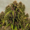 Wedding Glue Auto (Fast Buds) Cannabis-Samen zu verkaufen