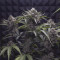 Purple Punch Auto (Fast Buds) Cannabis-Samen zu verkaufen