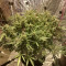 Big Bud Autoflower Cannabis-Samen Kaufen
