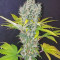 Orange Bud (Dutch Passion) Cannabis-Samen zu verkaufen