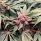 Black Cherry Punch Cannabis-Samen Kaufen