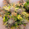 Do-Si-Dos OG Cannabis-Samen Kaufen