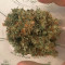 Green Crack Auto (Fast Buds) Cannabis-Samen zu verkaufen