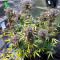 Mimosa Cake Auto (Fast Buds) Cannabis-Samen zu verkaufen