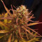 Kaufe Strawberry Pie Auto Samen feminisiert von Fast Buds