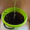Kaufe Grandmommy Purple Samen feminisiert von Herbies Seeds