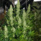 Mimosa Shot Cannabis-Samen Kaufen