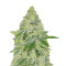 Sherbet Autoflower (Seedstockers) Cannabis-Samen
