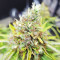 Skywalker Haze feminisierte Samen (Dutch Passion)