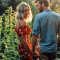 Sour Diesel Auto feminisierte Samen (Seedstockers)