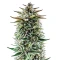 Buzz Bomb (Bomb Seeds) Cannabis-Samen