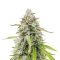 Humboldt Headband Autoflower feminisierte Samen (Humboldt Seed Company)