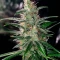 Medi Bomb 2 (Bomb Seeds) Cannabis-Samen