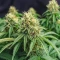 Northern Flame (Secret Valley Seeds) Cannabis-Samen