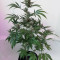 Pink Kush (Barney's Farm) Cannabis-Samen