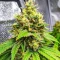 Section 781 Fast Flowering (Blimburn x Herbies)