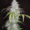 Smoothie Auto (Fast Buds) Cannabis-Samen