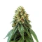 Some Sweet (Medical Seeds) Cannabis-Samen