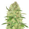 Sugar Candy feminisierte Samen (Delicious Seeds)