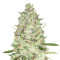 Sweet Skunk Auto (Sweet Seeds) Cannabis-Samen