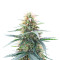 Northern Lights 10 of 10 feminisierte Samen (Seedkeepers)