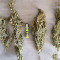 Original Auto Russian (Fast Buds) Cannabis-Samen