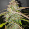 AK-77V strain