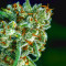 Apollo 11 strain