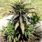 Auto Jack Herer (Advanced Seeds) Cannabis-Samen