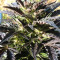 Auto Jack Herer (Advanced Seeds) Cannabis-Samen