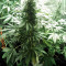 Auto Kaya 47 (Advanced Seeds) Cannabis-Samen