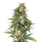 BCN Critical XXL Fast (Seedstockers) Cannabis-Samen