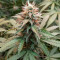 Berry Bomb (Bomb Seeds) Cannabis-Samen