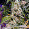 Black Gum (Original Sensible Seeds) Cannabis-Samen