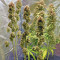 Blue Fire (Humboldt Seeds Organization) Cannabis-Samen