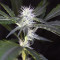 Bruce Banner #3 Auto strain