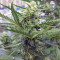 Chapita de Michoacan Regular (CannaBioGen) Cannabis-Samen