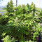 Early Bubba Hash (Ace Seeds) Cannabis-Samen