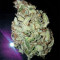 Goxuak Auto (Genehtik Seeds) Cannabis-Samen