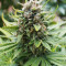 King Kong (Dr. Underground) Cannabis-Samen