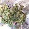 Skywalka Cookies (Big Head Seeds) Cannabis-Samen