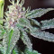 Violeta (Ace Seeds) Cannabis-Samen